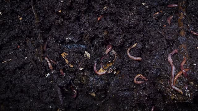 Earthworms Burrows Under A Wet Composting Soil