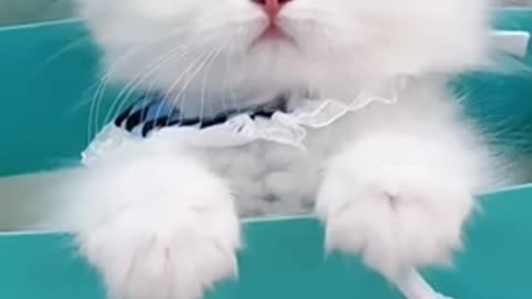 Tiffany limited Kitty, are you excited 💗？|||#