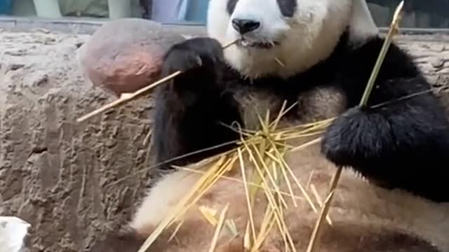 Episode 1 your bear is online ~ # Mengmeng