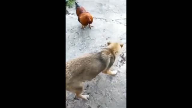 Dog is funny videos || Dog and chicken fight funny videos ||