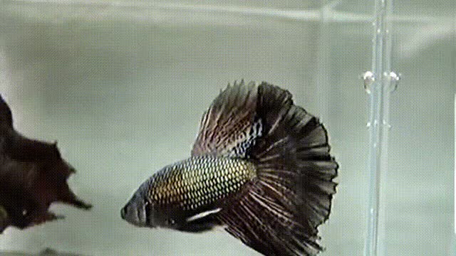 betta fish black copper