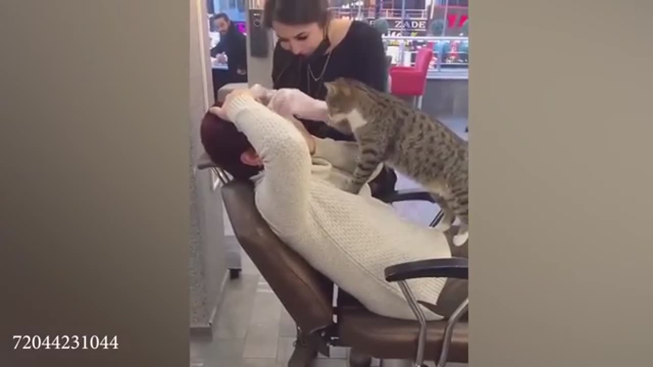Cat and human funny video