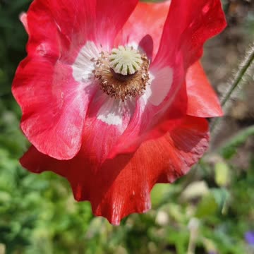 Beautiful Unique Flowers growing in Garden