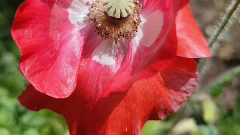 Beautiful Unique Flowers growing in Garden