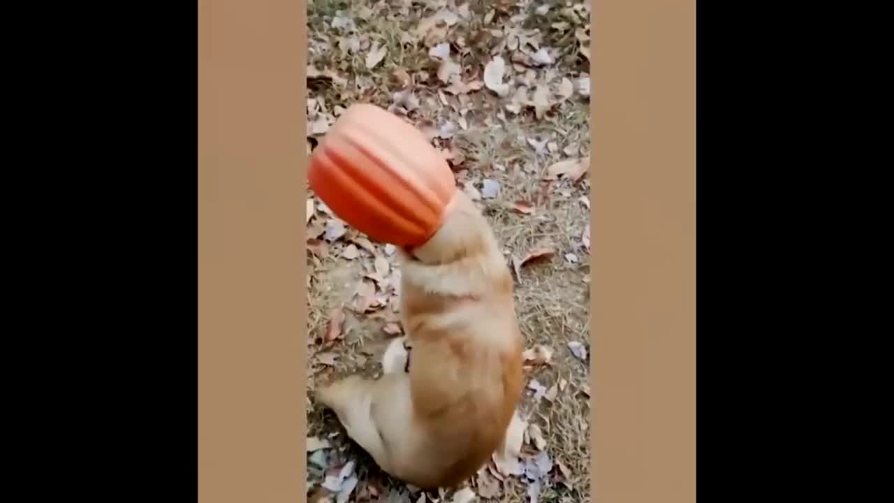 Funny and Cute Animals compilation no.1 2021