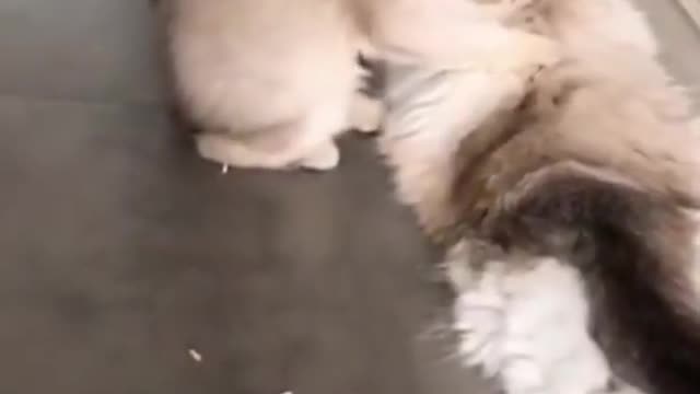 Funny dog videos try not to Laugh clean