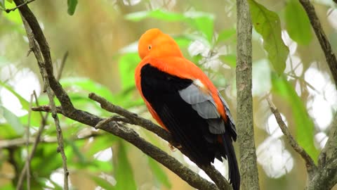 A Black And Orange Finch Perched