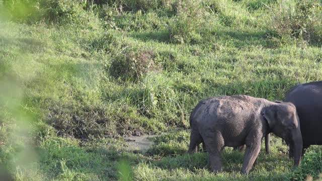 Two elephant try to eat food