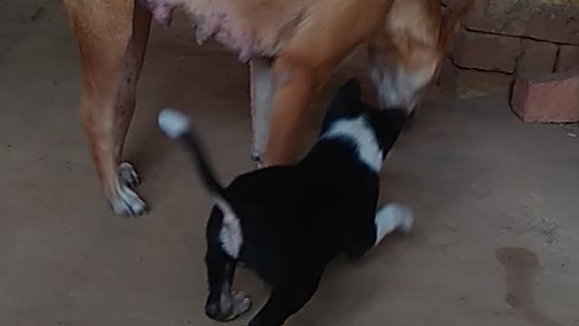 Rowdies Puppy convence own mother for milk