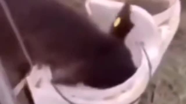 Funny Animals #6