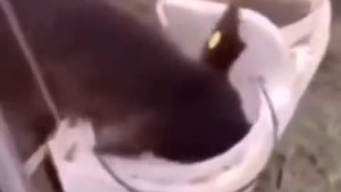 Funny Animals #6