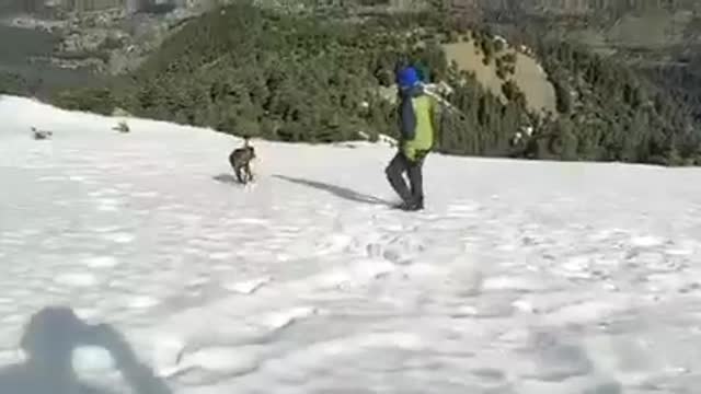 Man Playing with her dog