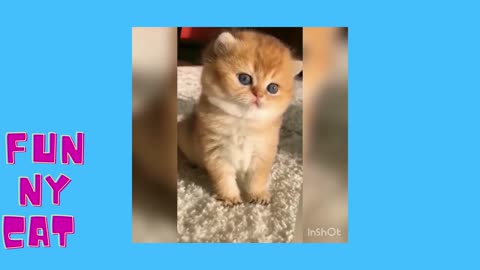 funny cat