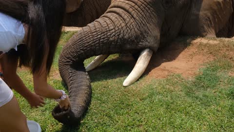 Little Angeles are providing food to the biggest elephant