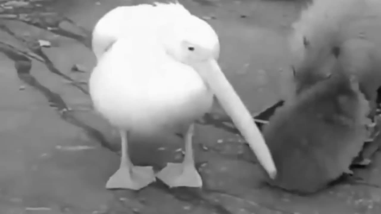 Daily Happy Video (3) - Pelican Tries To Eat Baby Capybara (it doesn't succeed lol)