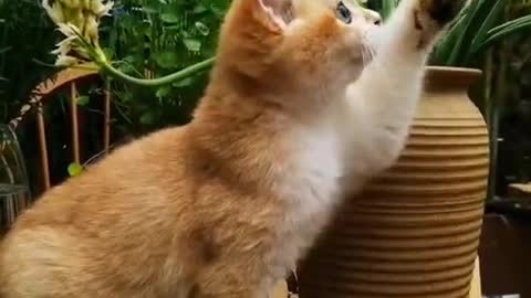 Cute baby animals Videos Compilation cute moment :3