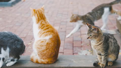 Three cat plus one cat walk cross always