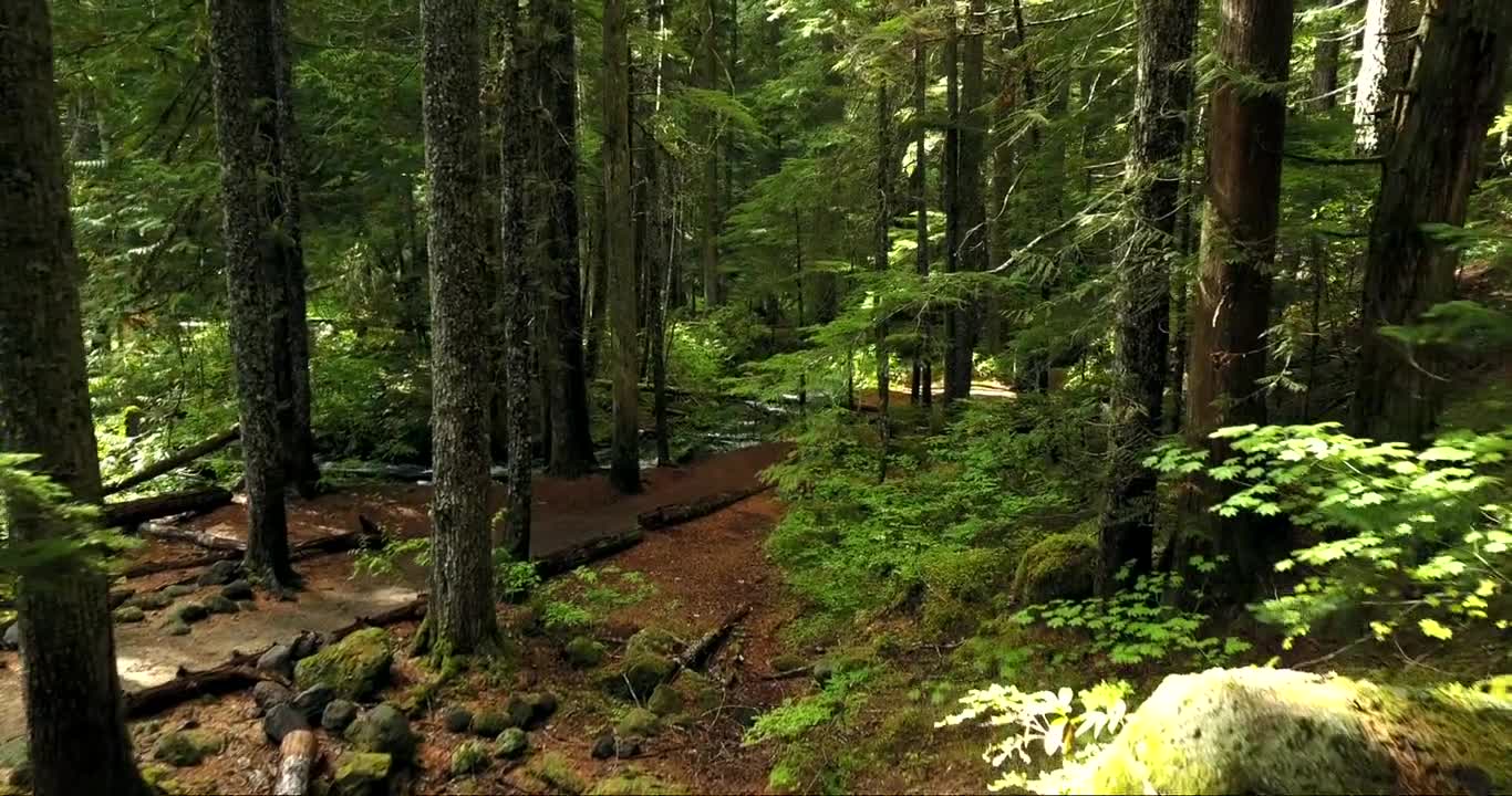 Video Of Beautiful Forest