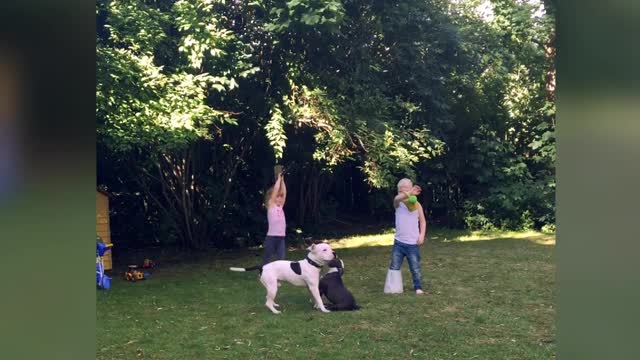 Dogs and children playing together