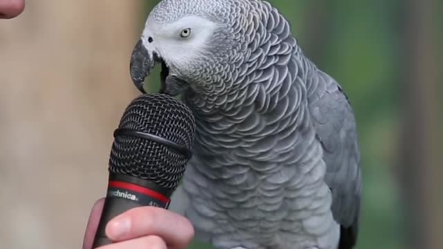 Talking Parrot.....FUNNY VIDEO