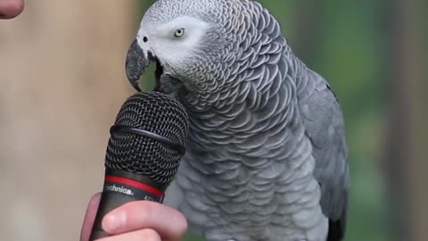 Talking Parrot.....FUNNY VIDEO