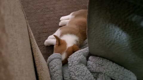 Tired little corgi