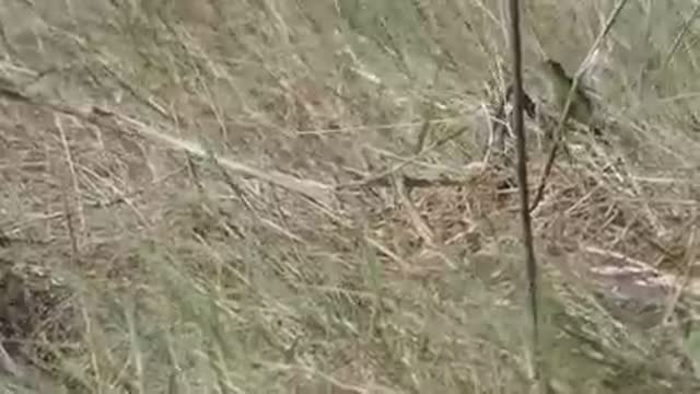 small bird life