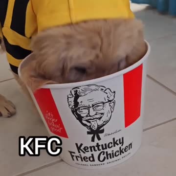 Puppy Dresses as a BumbleBee!