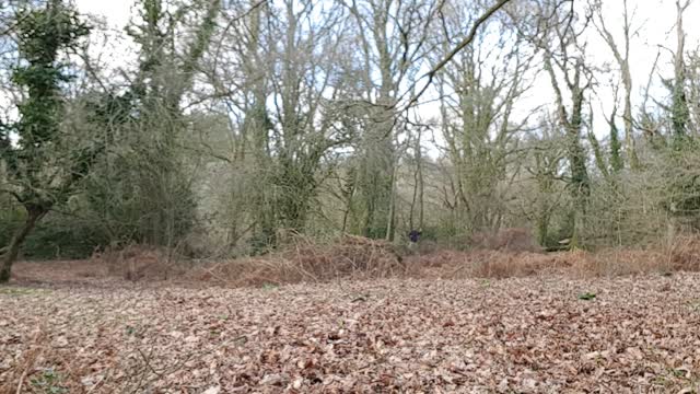 Rode wireless go. Distance test ..woodland. ironage fort