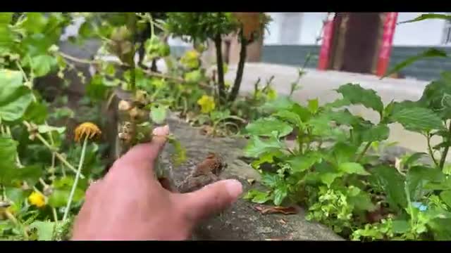 Newly hatched sparrow bird