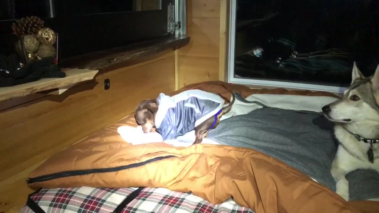 Dachshund bouncing on a fluffy sleeping bag