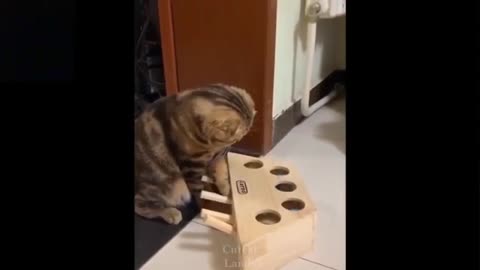 Funniest clip of adorable cat