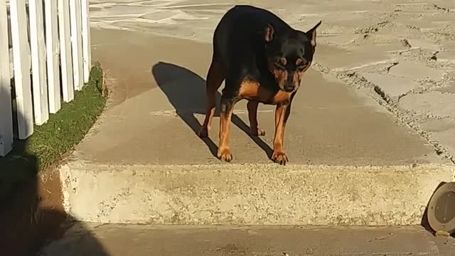 A man encourages his pet dog to go down the stairs