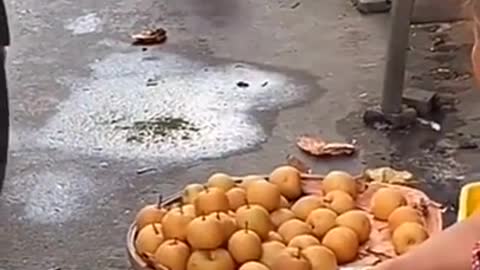 Try not to laugh funny animals 😹 #shorts