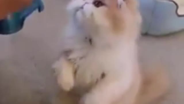 Funny and Cute Cats Videos #15 │ Gadis Sekarwangi
