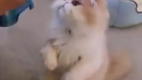 Funny and Cute Cats Videos #15 │ Gadis Sekarwangi