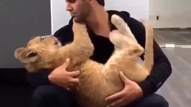 Why people love pet lion