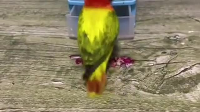 😍😍🦜Amazing animal & pet & bird videos funny compilation clip #shorts 2021