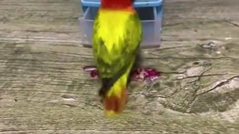 😍😍🦜Amazing animal & pet & bird videos funny compilation clip #shorts 2021