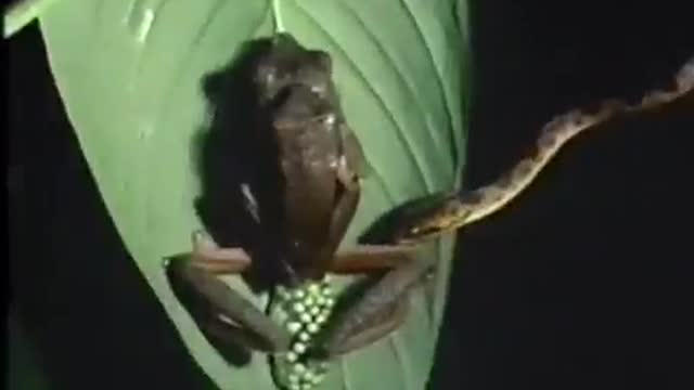 Wildlife animals