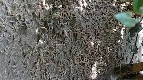 Swarm of Worms