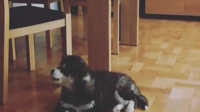 Stubborn Husky Dog Videos 😁😇 Best Funny Animal Videos 2022 😺 Funny Dog Videos 2022 😁