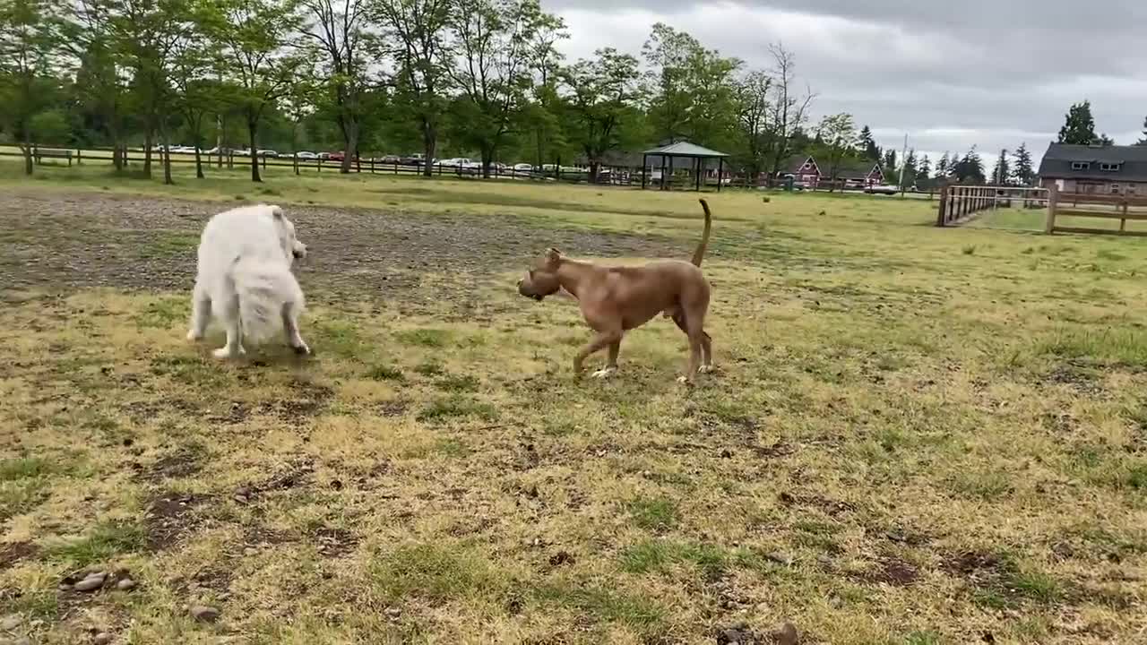 Pitbull being attacked by a German Sherperd