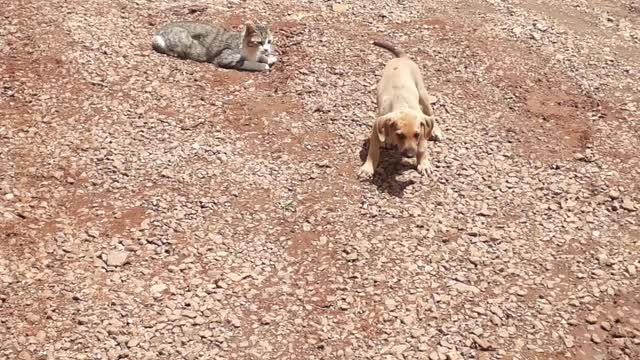 Gato e cachorro brincando