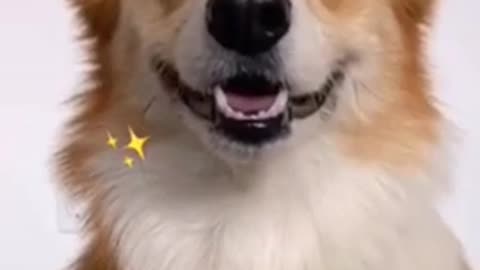 Dog _can_ also_ smile...