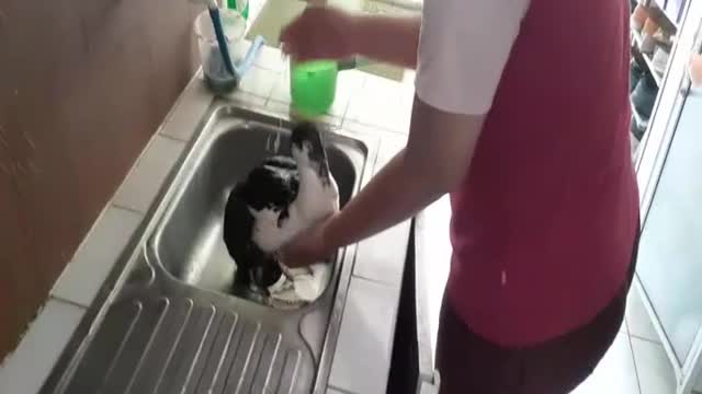 Bathing ducks in the dishwasher