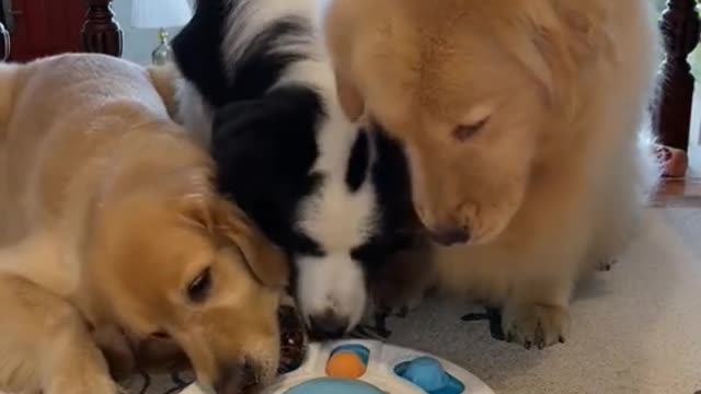 Can you tell which of them got the treat