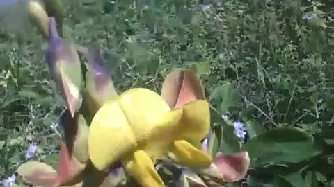 Crotalaria Breviflora flower is seen in the sand near of the beach [Nature & Animals]