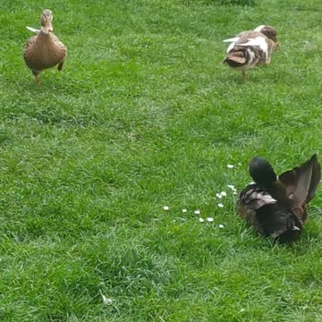 Ducks in the orchard