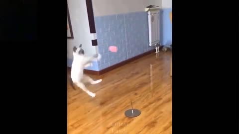 Funny cat video